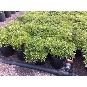 Pittosporum tobira nana