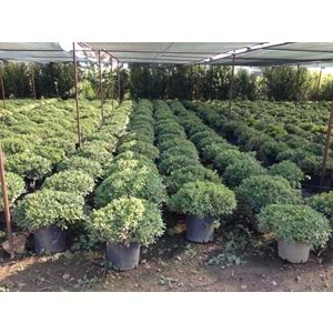 Pittosporum tobira nana