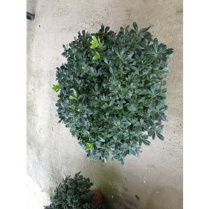 Pittosporum tobira nana