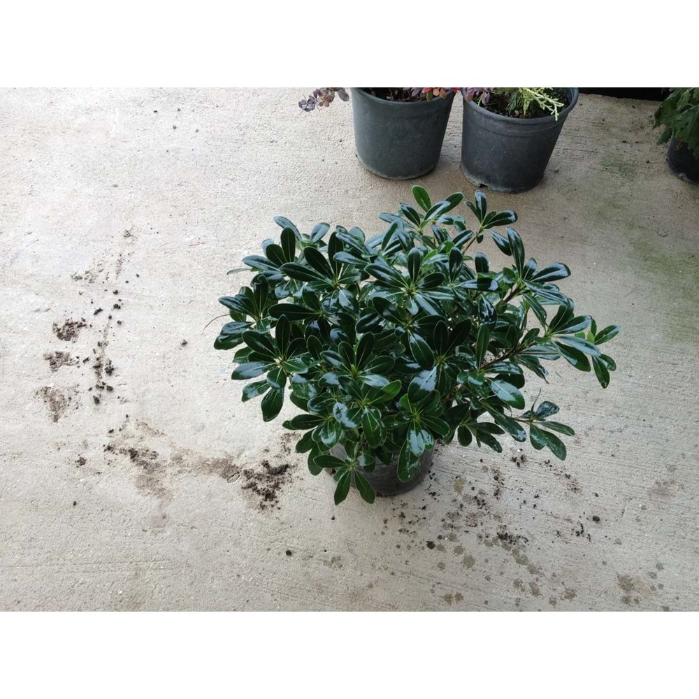 Pittosporum tobira nana