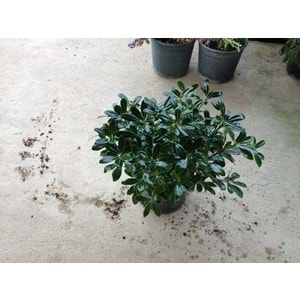 Pittosporum tobira nana