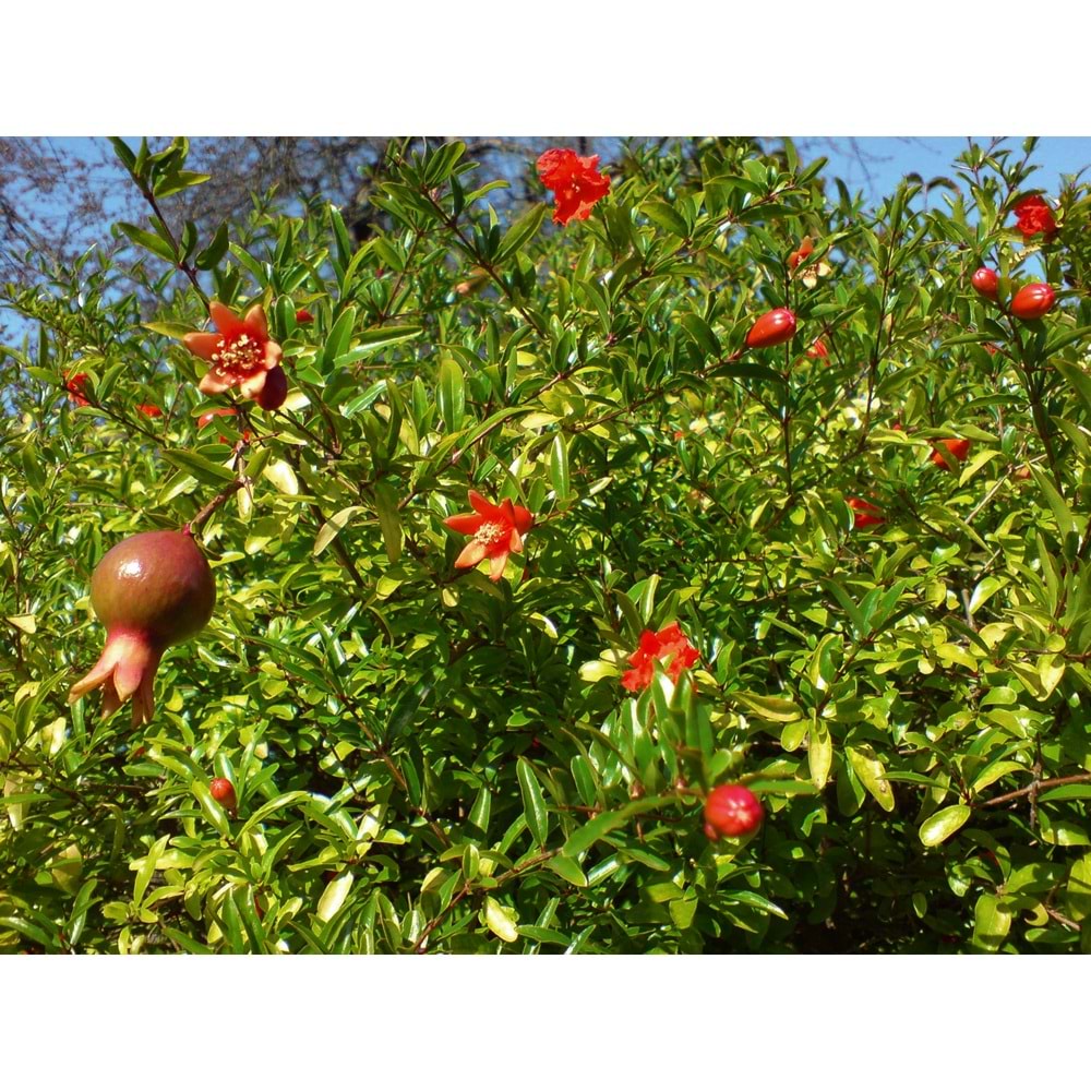 Punica granatum