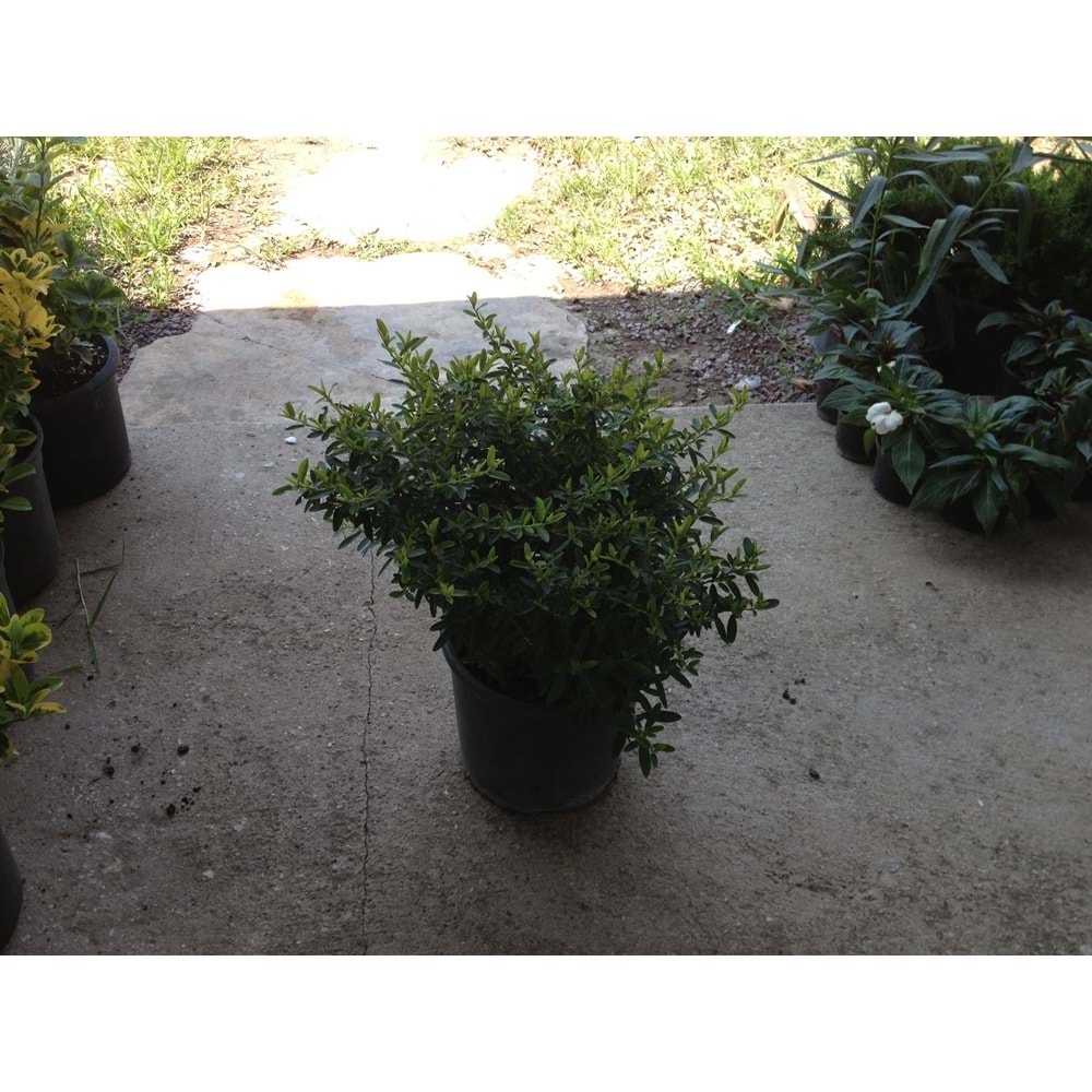 Pyracantha orange glow