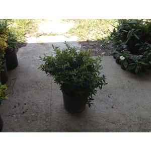 Pyracantha orange glow