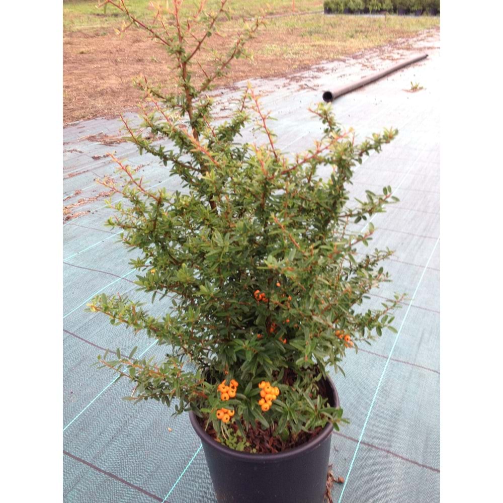 Pyracantha orange glow