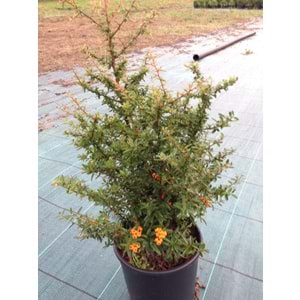 Pyracantha orange glow