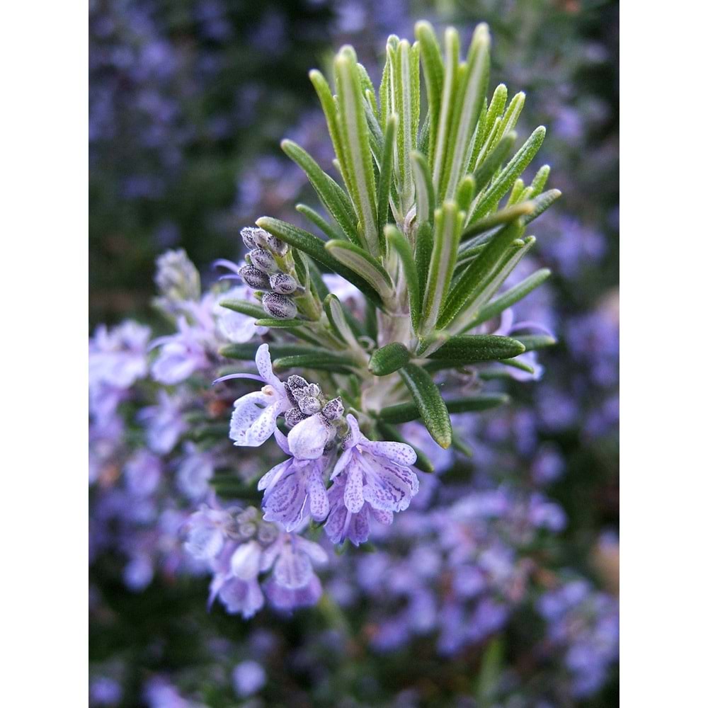 Rosmarinus officinalis
