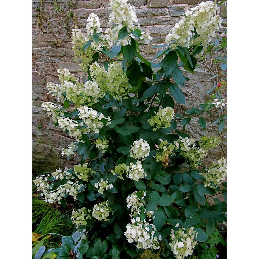 Spirea arguta