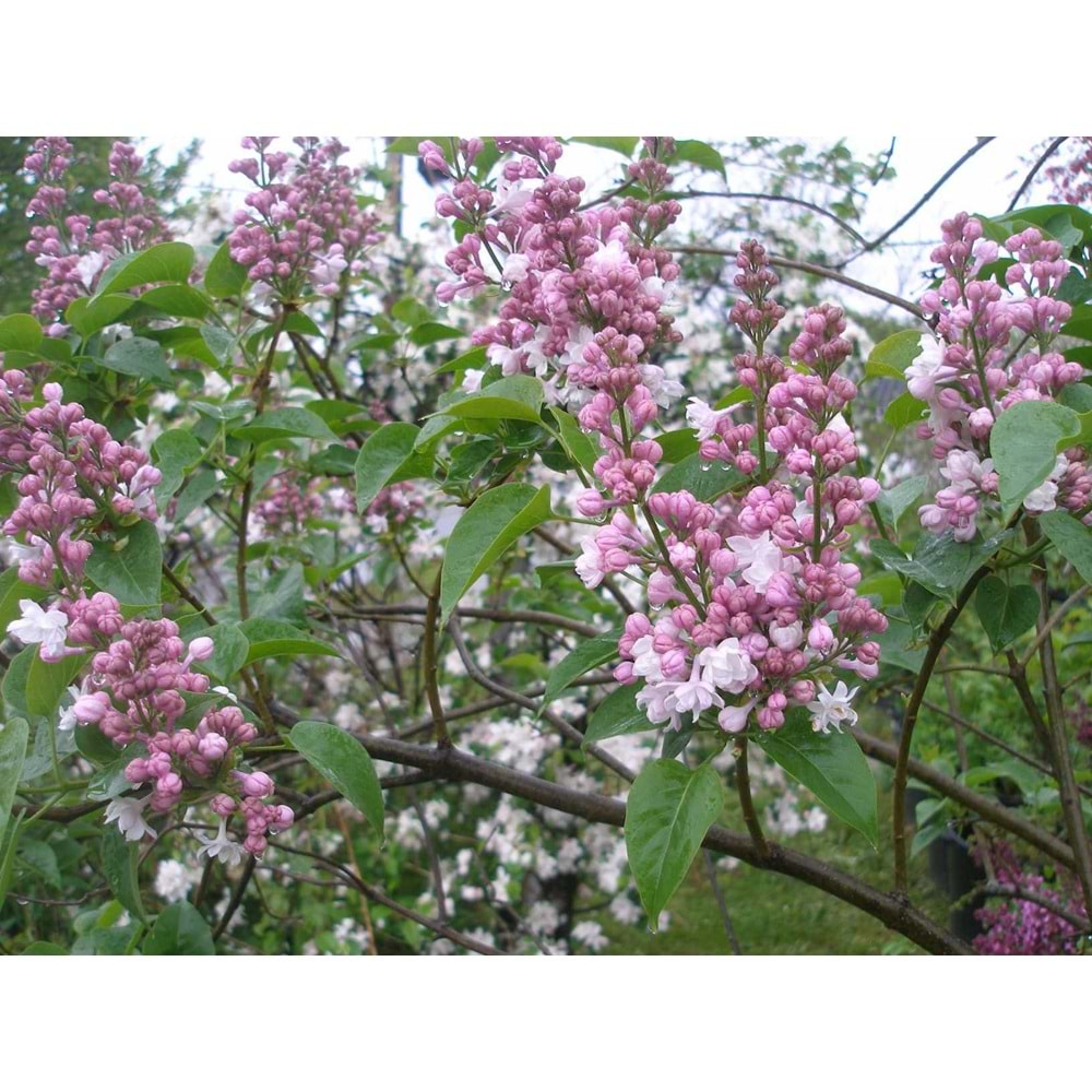 Syringa vulgaris