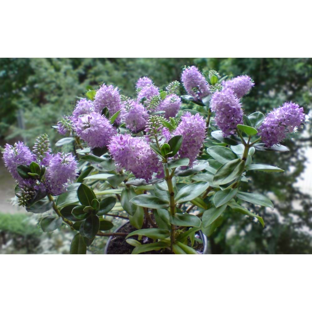 Veronica andersonii (Hebe)
