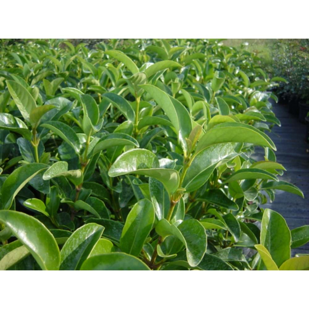 Viburnum lucidum
