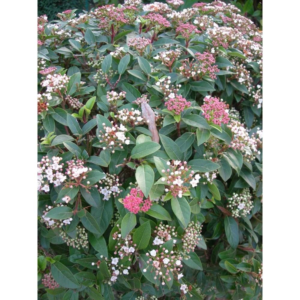 Viburnum tinus