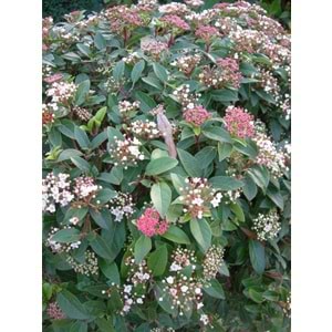 Viburnum tinus