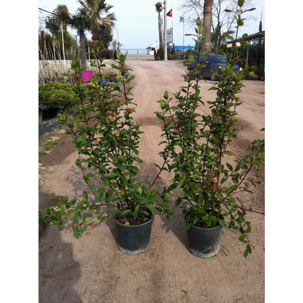 Viburnum tinus