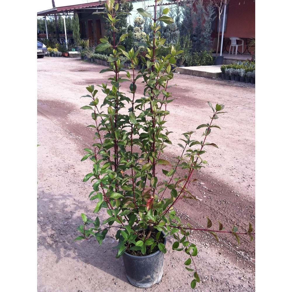 Viburnum tinus