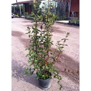 Viburnum tinus