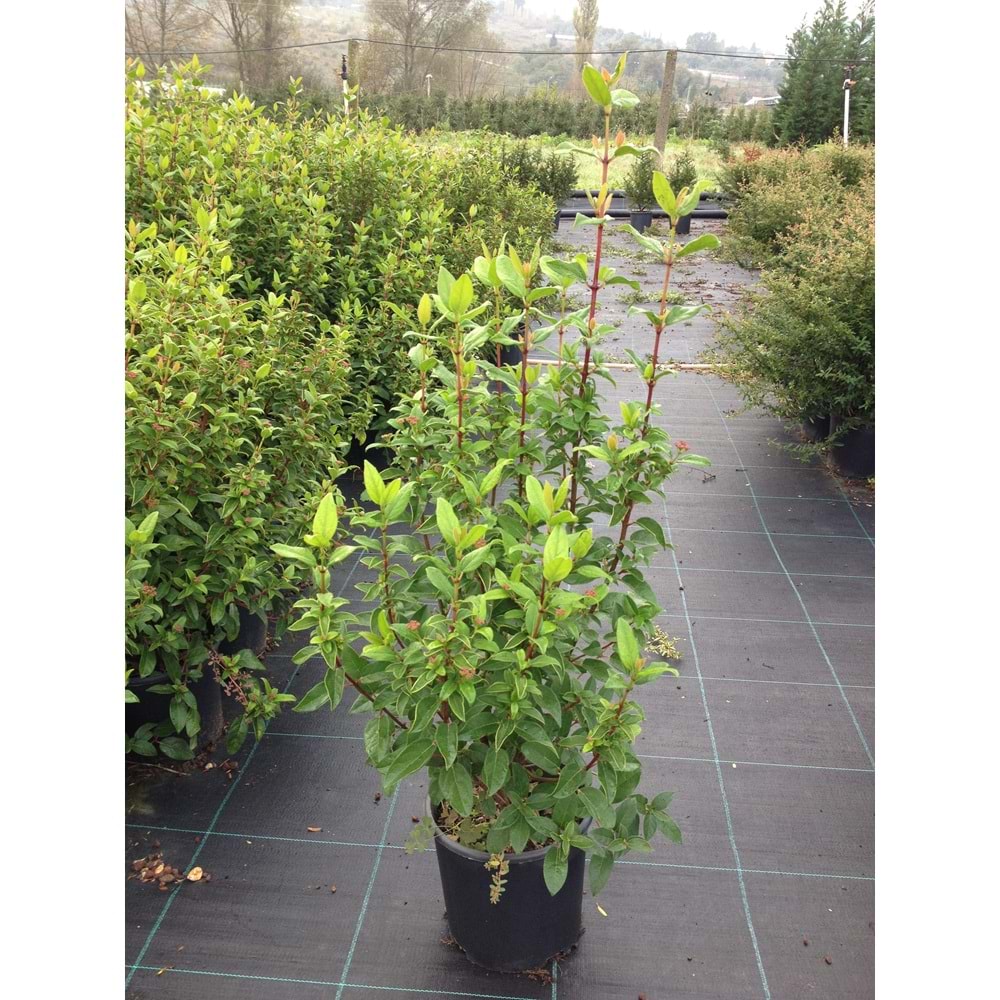 Viburnum tinus