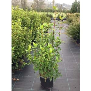 Viburnum tinus
