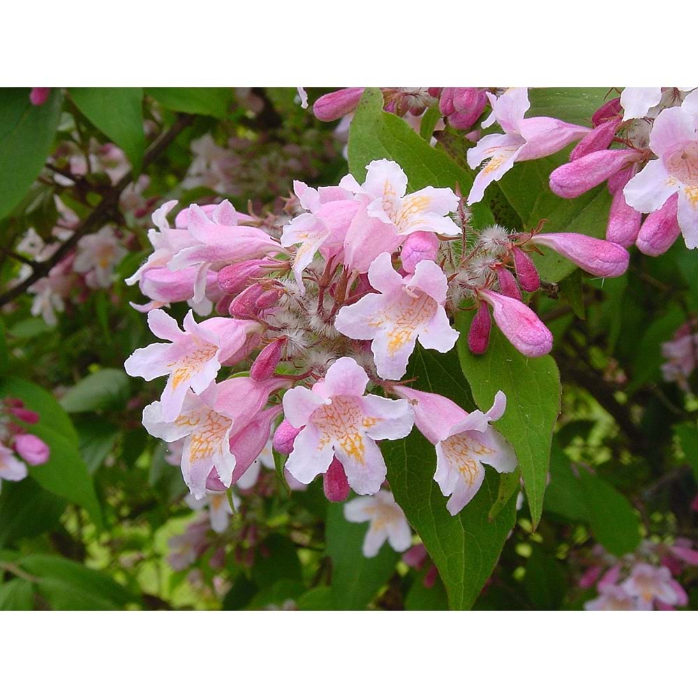 Weigelia florida