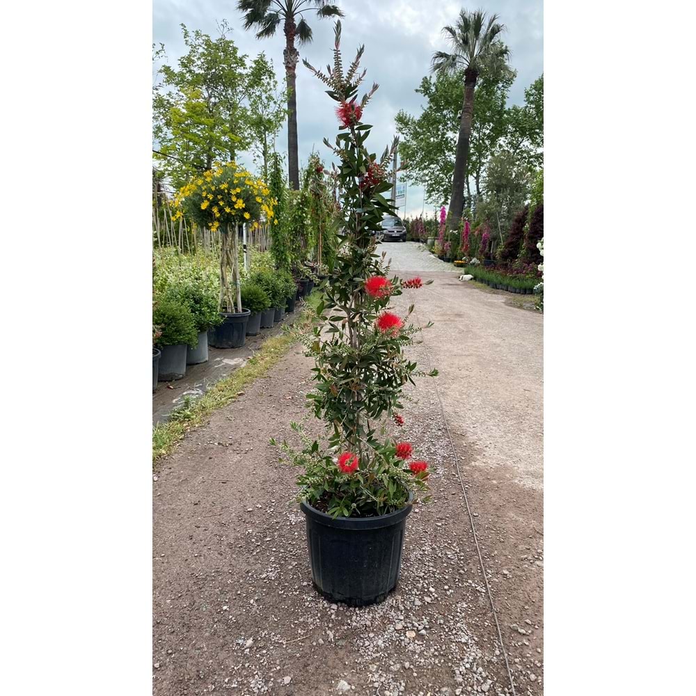 Callistemon leavis (Şişe fırçası çalısı) Piramit