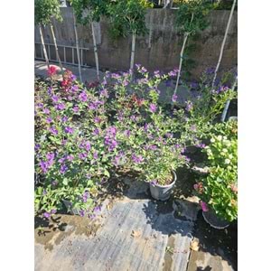 Solanum 5LT