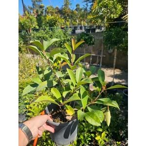 Alev Çalısı (Photinia serrulata' Red Robin) – 3 LT