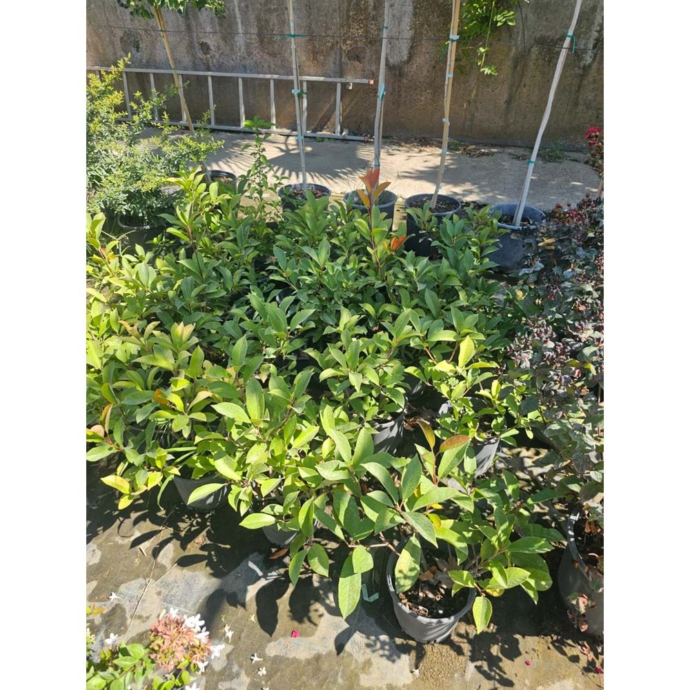 Alev Çalısı (Photinia serrulata' Red Robin) – 3 LT