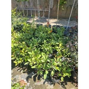 Alev Çalısı (Photinia serrulata' Red Robin) – 3 LT
