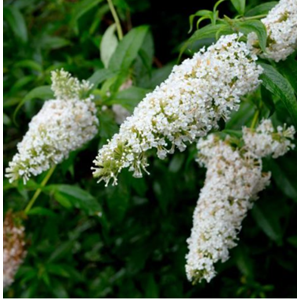 Kelebek Çalısı (Buddleja davidii) – 3 LT
