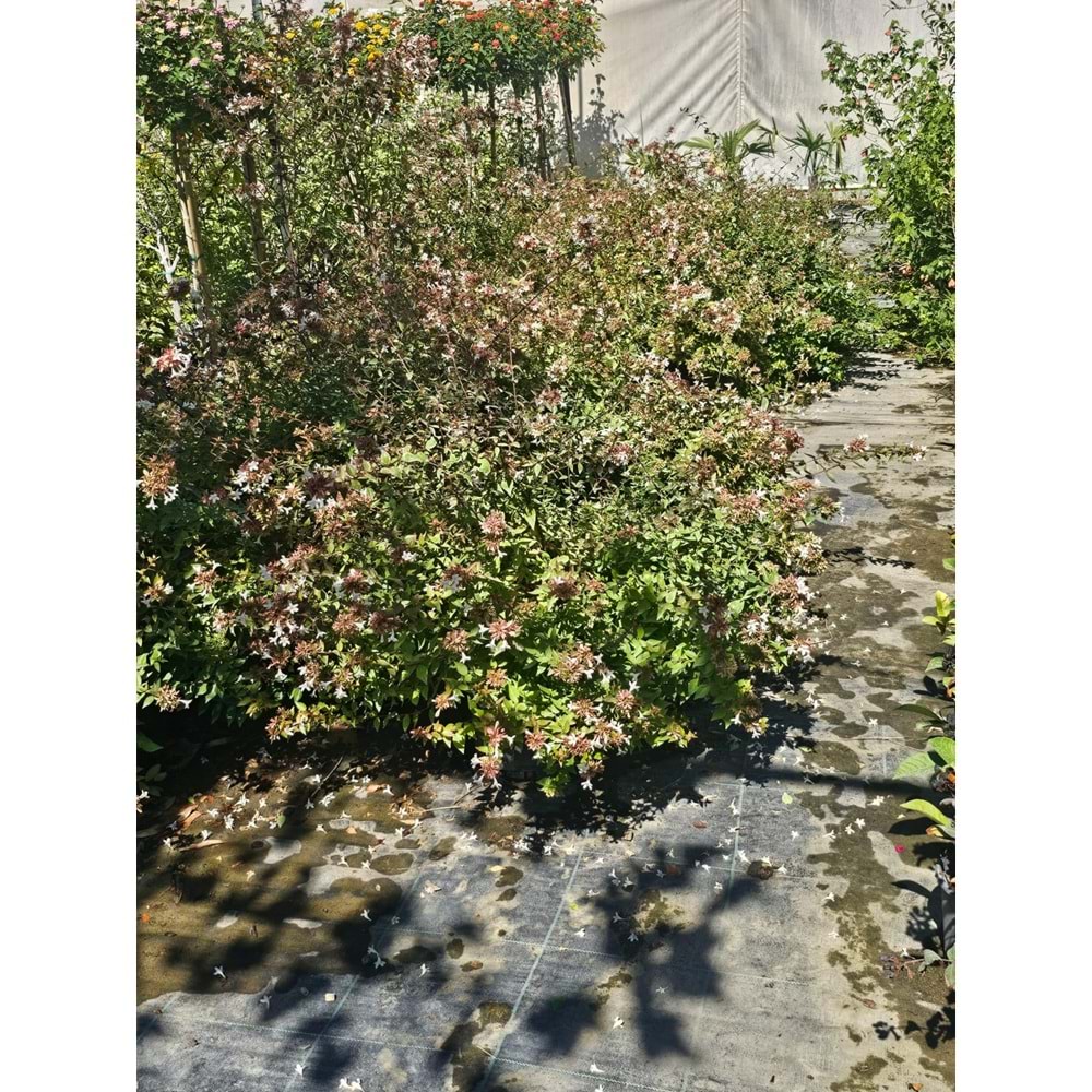 Abelia grandiflora – 12,5 LT