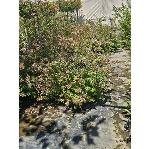 Abelia grandiflora – 12,5 LT
