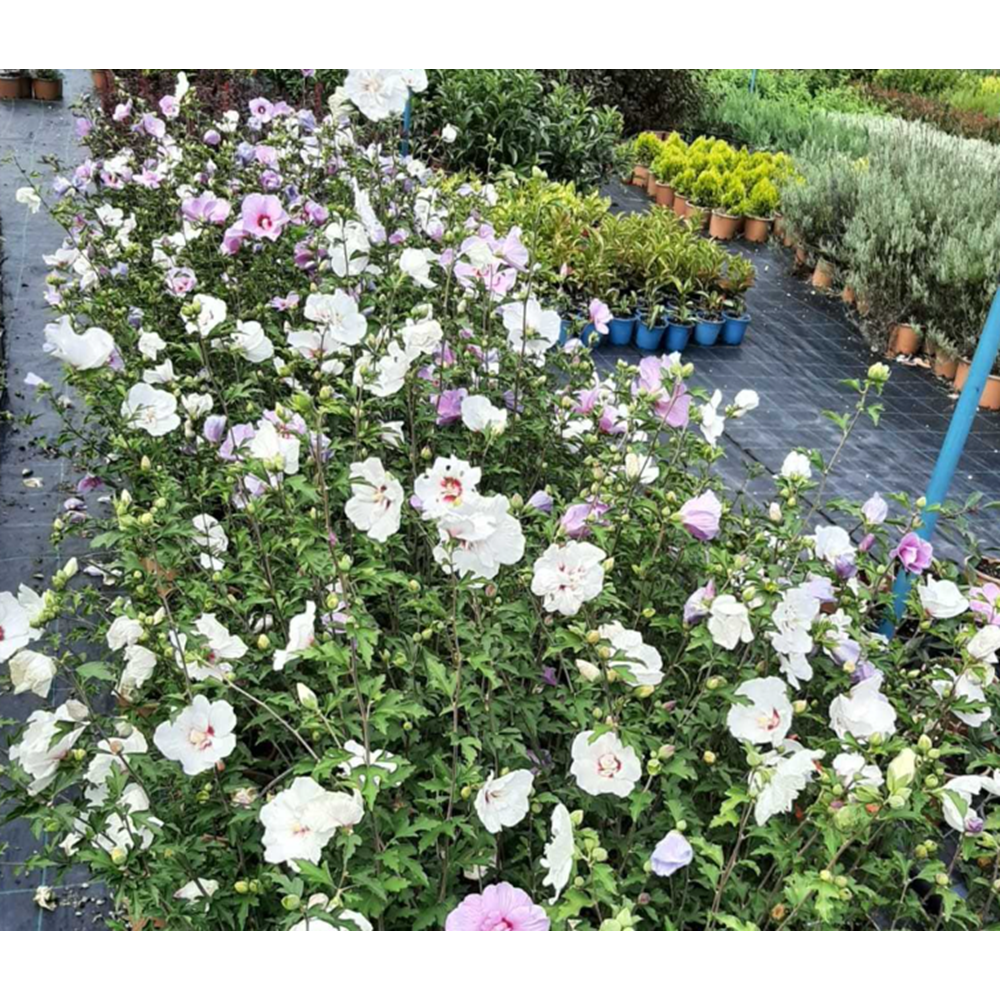 Hatmi (Hibiscus syriacus) – 15 LT