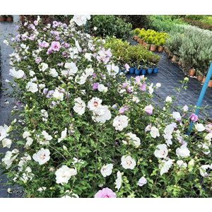 Hatmi (Hibiscus syriacus) – 15 LT