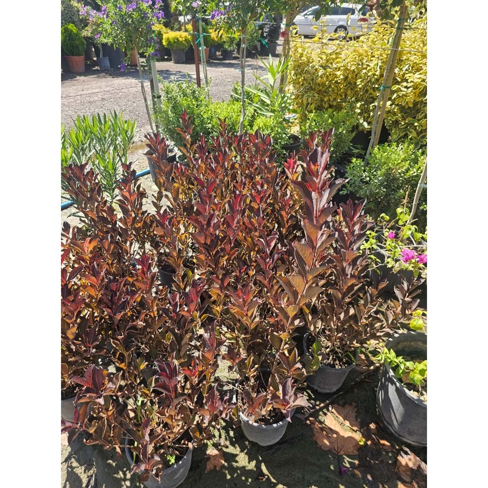 Vangelya Kırmızı (Weigela) – 3 LT