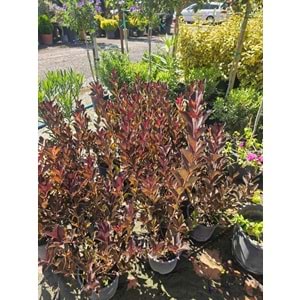 Vangelya Kırmızı (Weigela) – 3 LT
