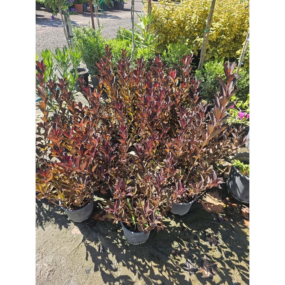 Vangelya Kırmızı (Weigela) – 3 LT