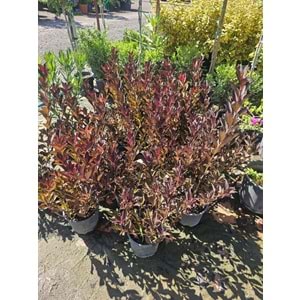 Vangelya Kırmızı (Weigela) – 3 LT
