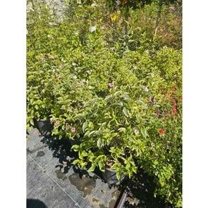 Vangelya (Weigela) – 7 LT