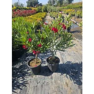 Bodur Zakkum (Nerium oleander) – 4 LT