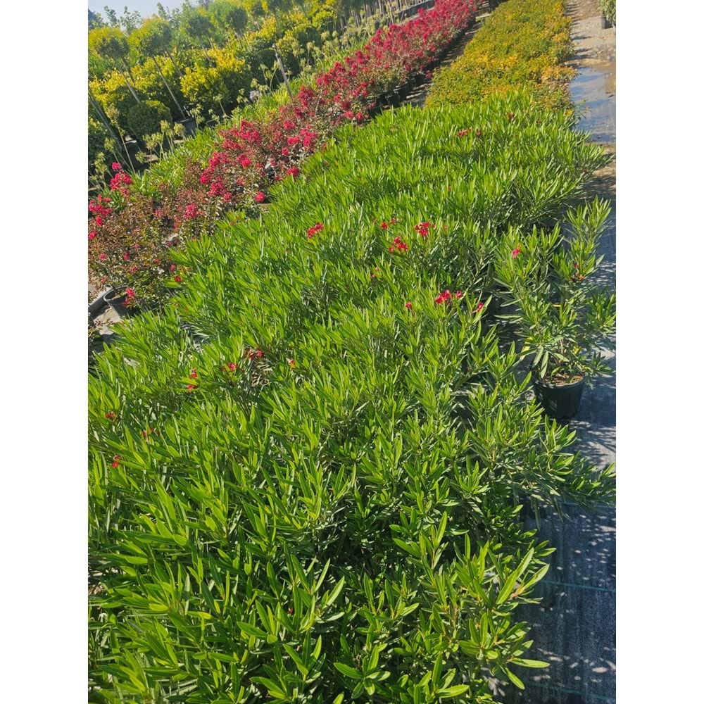 Bodur Zakkum (Nerium oleander) – 4 LT