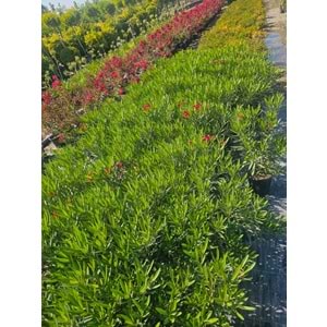 Bodur Zakkum (Nerium oleander) – 4 LT