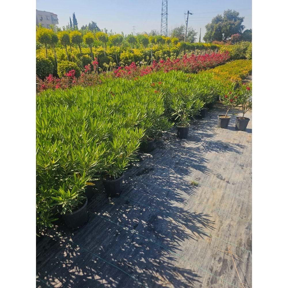 Bodur Zakkum (Nerium oleander) – 4 LT
