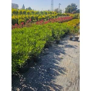 Bodur Zakkum (Nerium oleander) – 4 LT
