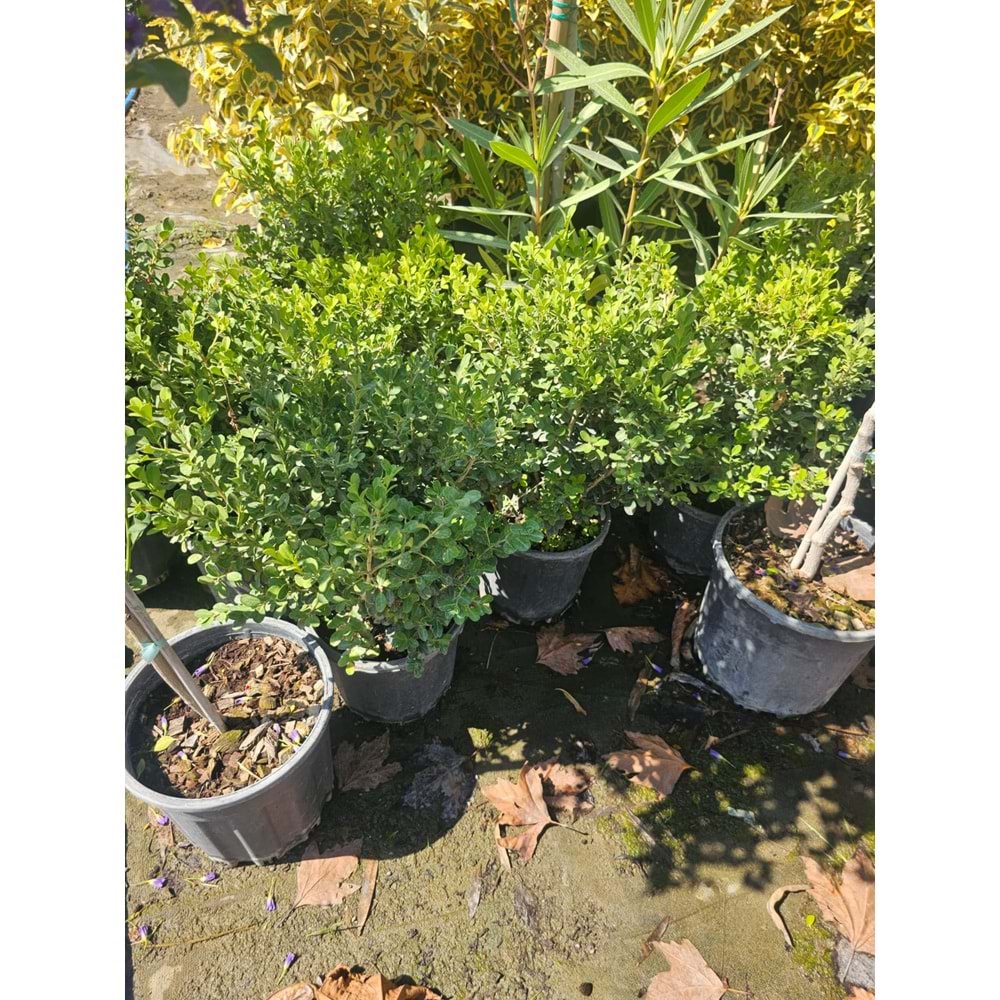 Şimşir (Buxus sempervirens) – 5 LT