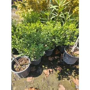 Şimşir (Buxus sempervirens) – 5 LT