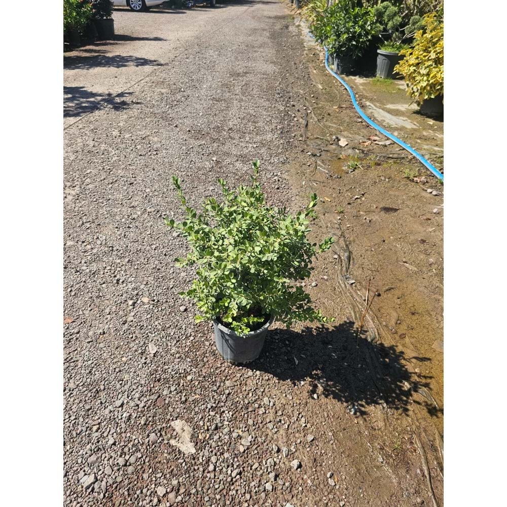 Şimşir (Buxus sempervirens) – 5 LT