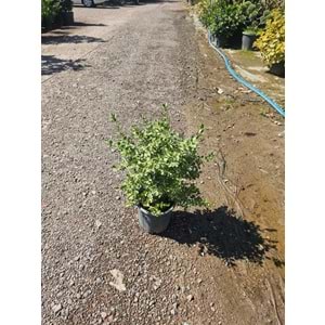 Şimşir (Buxus sempervirens) – 5 LT