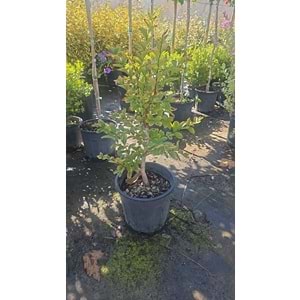 Oya Ağacı (Lagerstroemia indica) – 7 LT