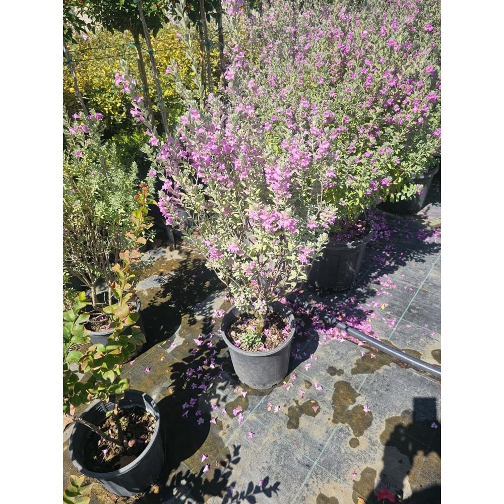 Texas Adaçayı (Leucophyllum frutescens) – 10 LT