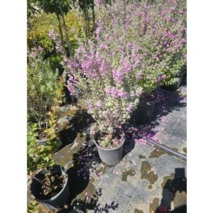 Texas Adaçayı (Leucophyllum frutescens) – 10 LT